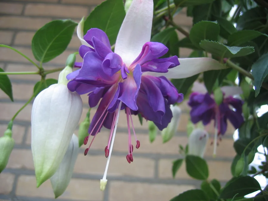 Fuchsia