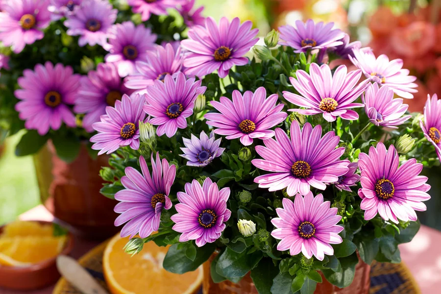 Señoritas® Osteospermum