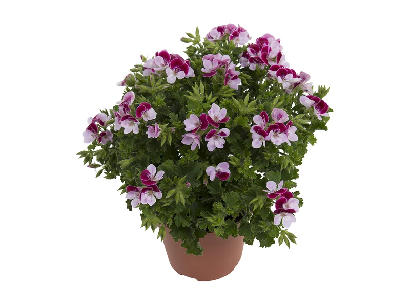 Angel Bicolor — Angel Pelargonium