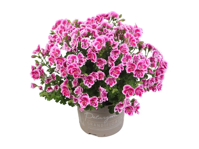 Angel Fay — Angel Pelargonium