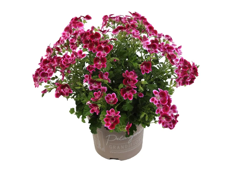 Angel Jet — Angel Pelargonium