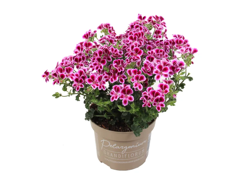 Angel Nina — Angel Pelargonium