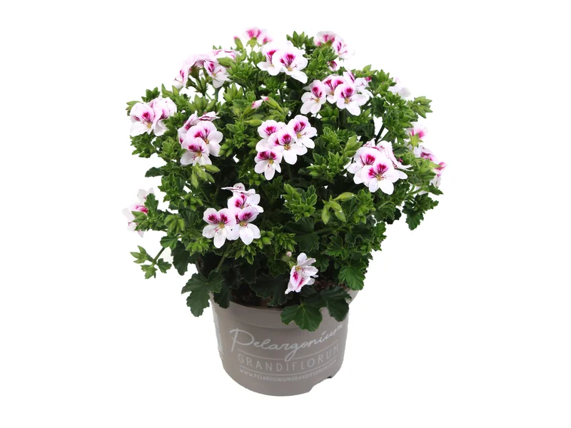 Angel Sky — Angel Pelargonium