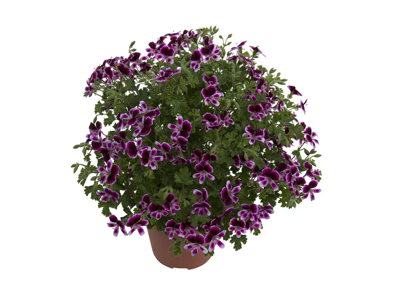 Mosquitaway Eva — Angel Pelargonium