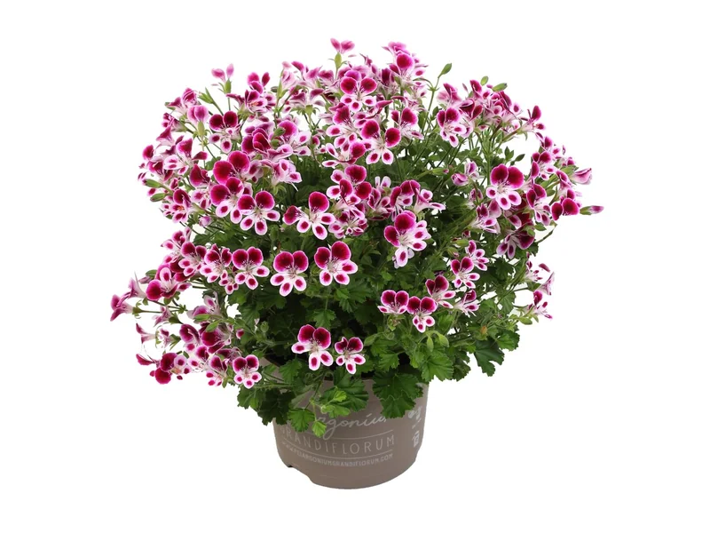 Mosquitaway Nova — Angel Pelargonium