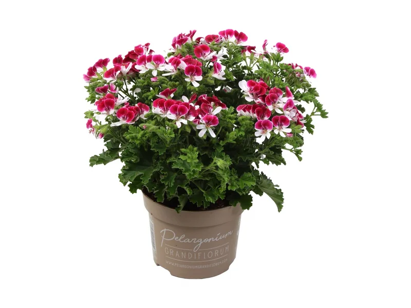 Mosquitaway Senna — Angel Pelargonium