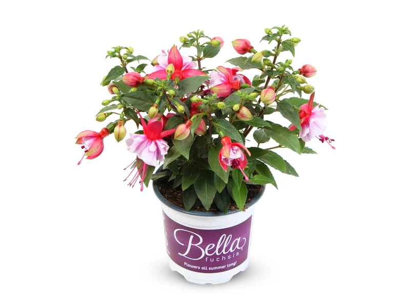 Bianca — Bella Fuchsia®