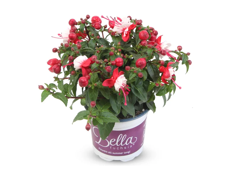 Camilla — Bella Fuchsia®