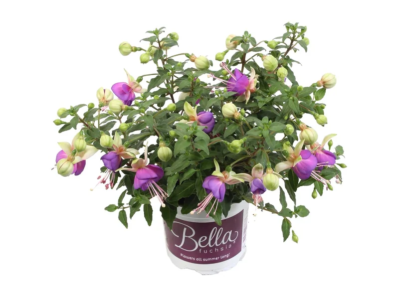 Diana — Bella Fuchsia®