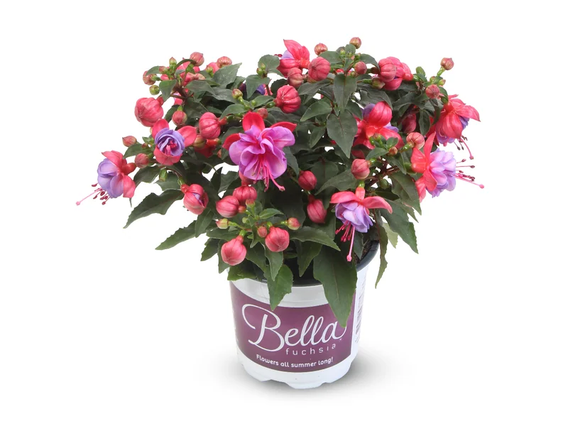 Ella — Bella Fuchsia®