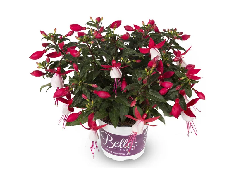 Evita — Bella Fuchsia®