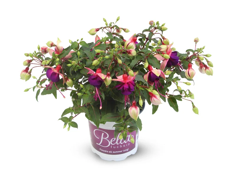 Georgia — Bella Fuchsia®