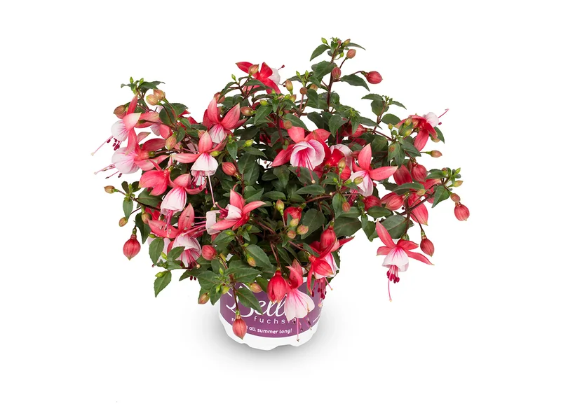 Hilda — Bella Fuchsia®