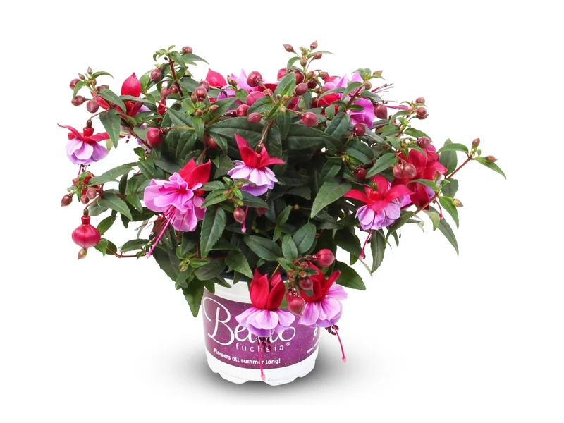 Julia — Bella Fuchsia®