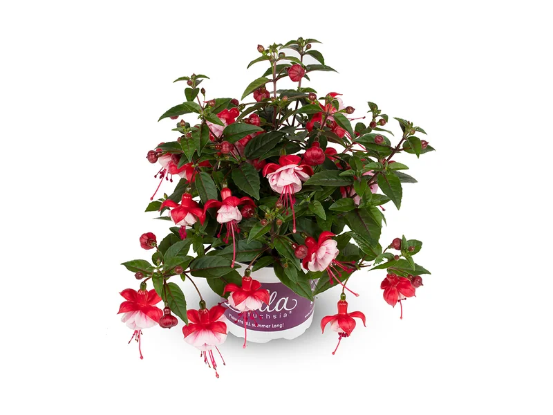 Laura — Bella Fuchsia®