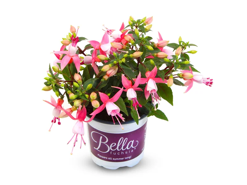 Lisa — Bella Fuchsia®