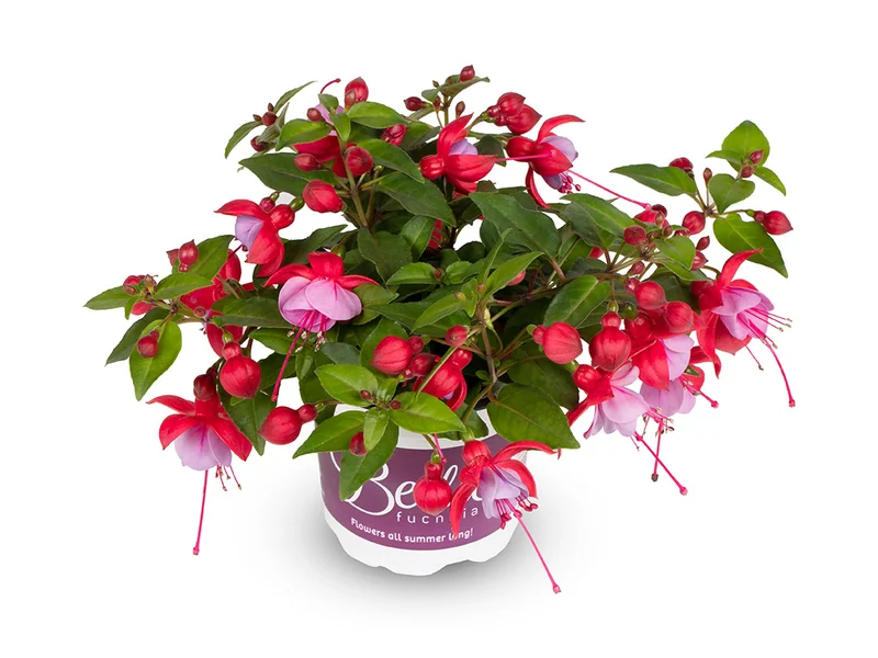 Lydia — Bella Fuchsia®