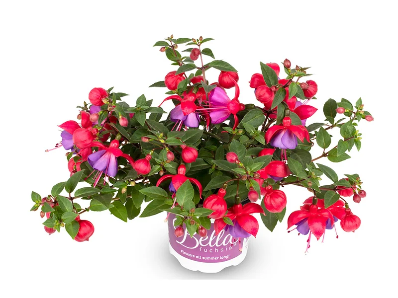 Maria — Bella Fuchsia®