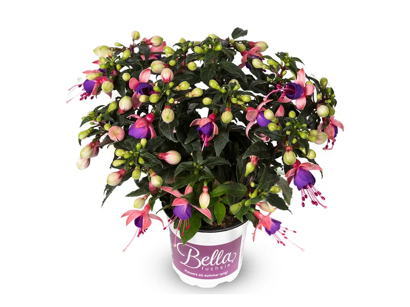 Mariska — Bella Fuchsia®