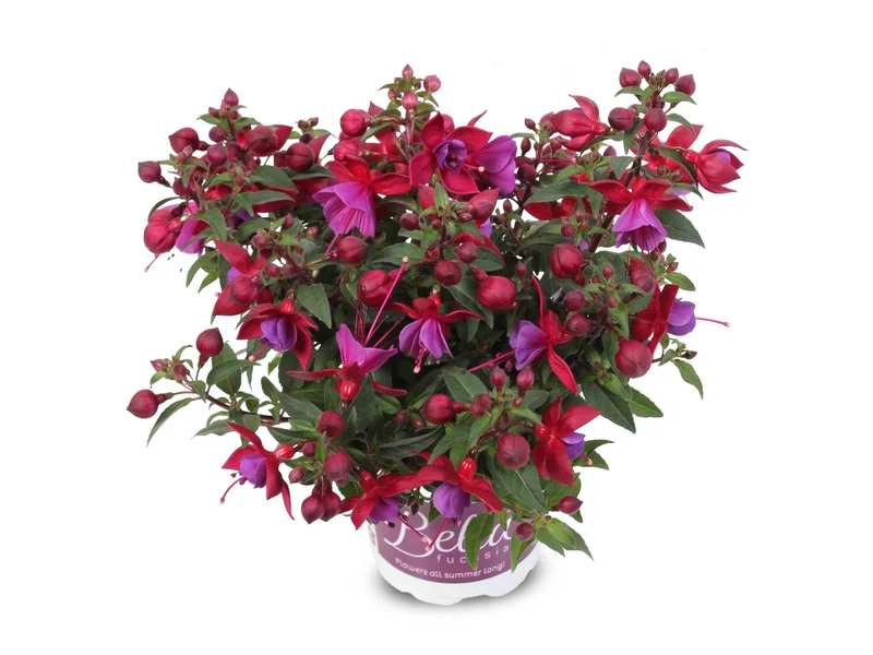 Martha — Bella Fuchsia®