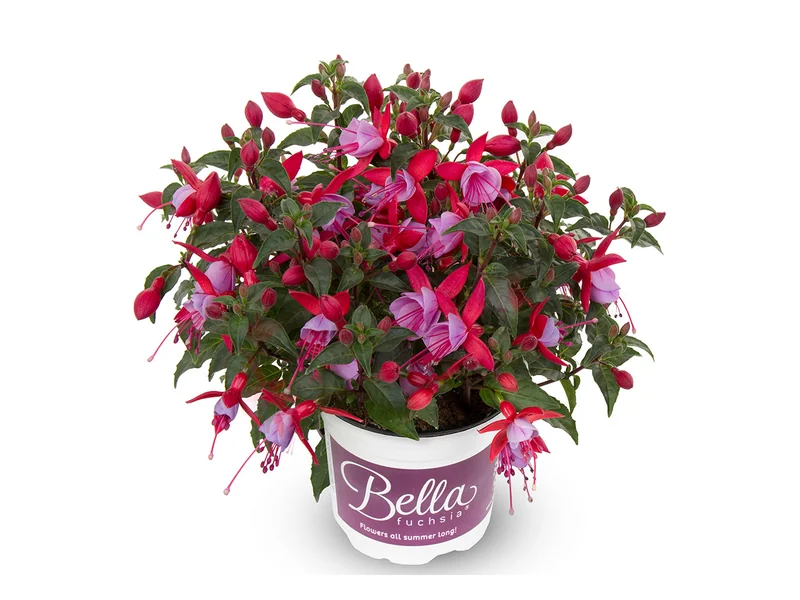 Nikita — Bella Fuchsia®
