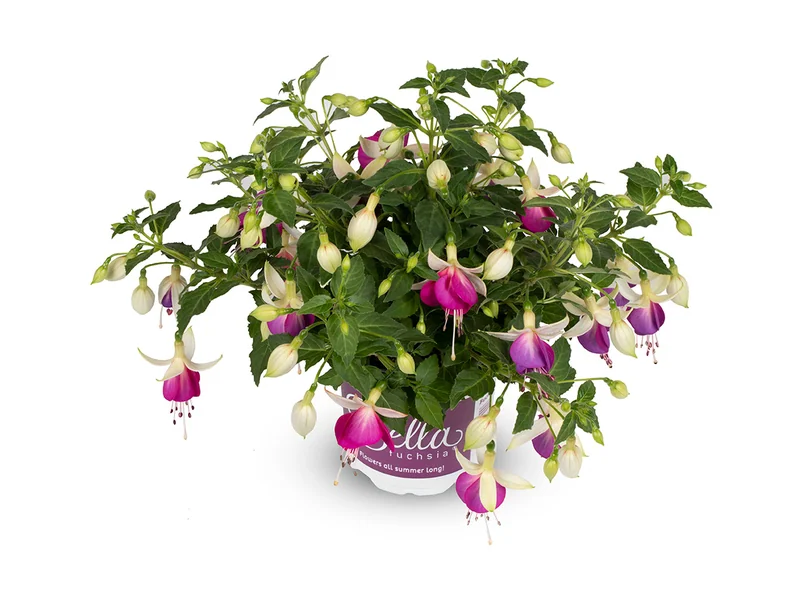 Nora — Bella Fuchsia®