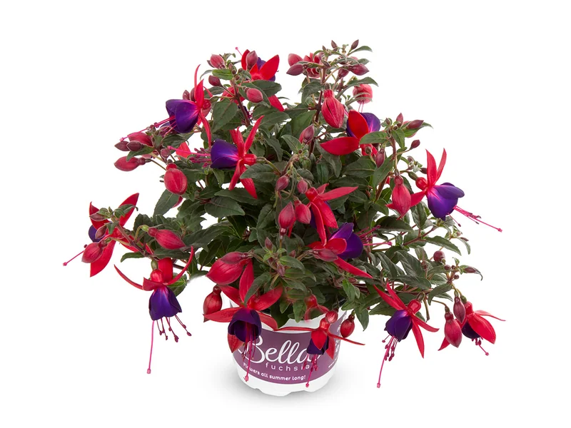 Sacha — Bella Fuchsia®