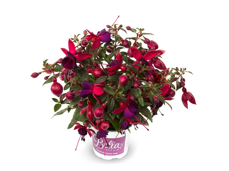 Soila — Bella Fuchsia®