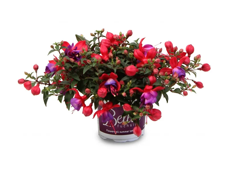 Sonja — Bella Fuchsia®