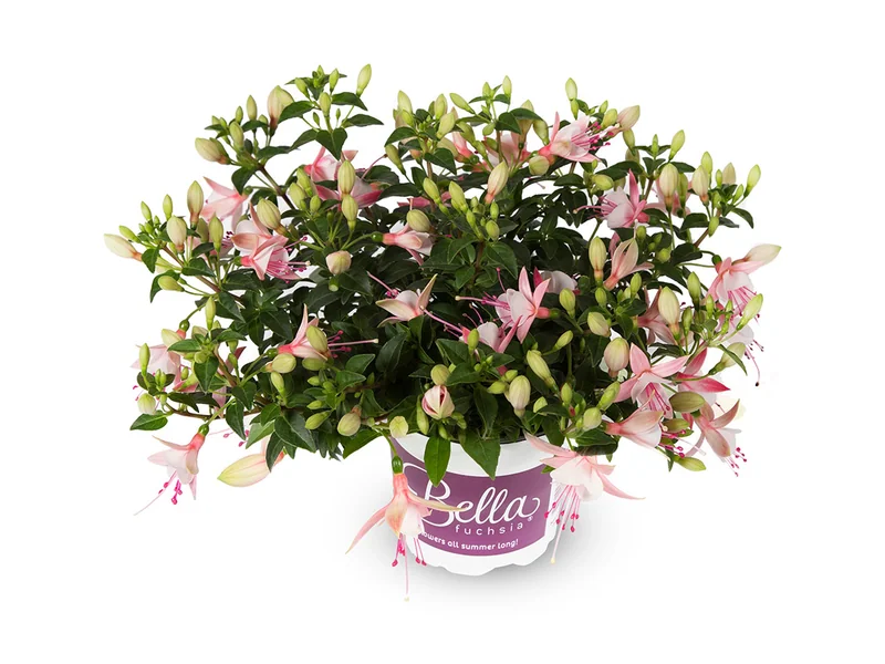 Sophia — Bella Fuchsia®