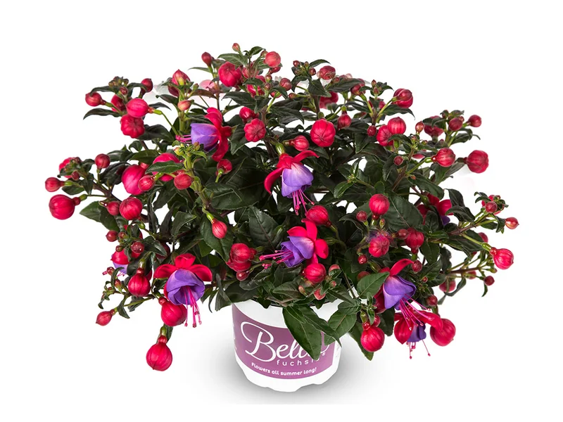 Susanna — Bella Fuchsia®