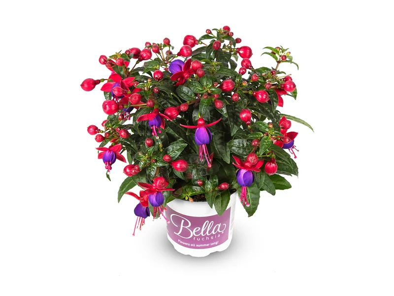 Vera — Bella Fuchsia®