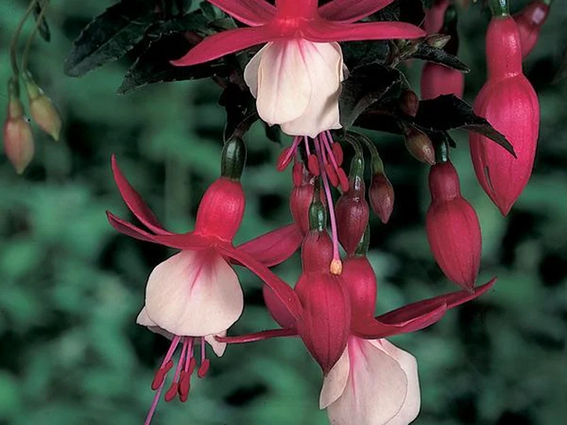 Alice Hoffman — Fuchsia