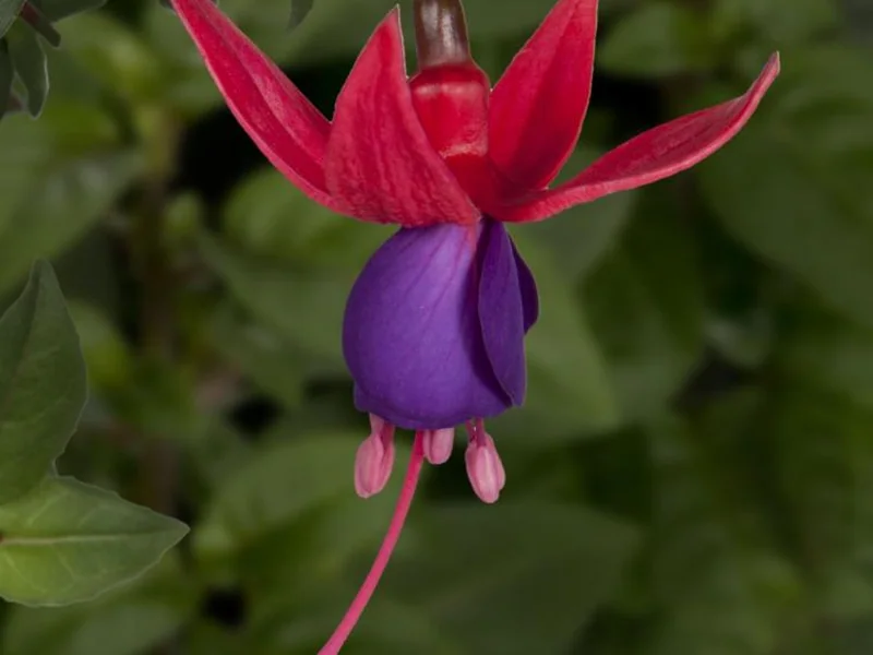 Angela — Fuchsia