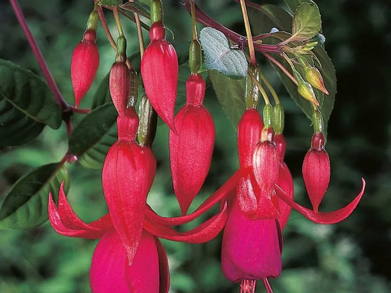 Balcony Queen — Fuchsia