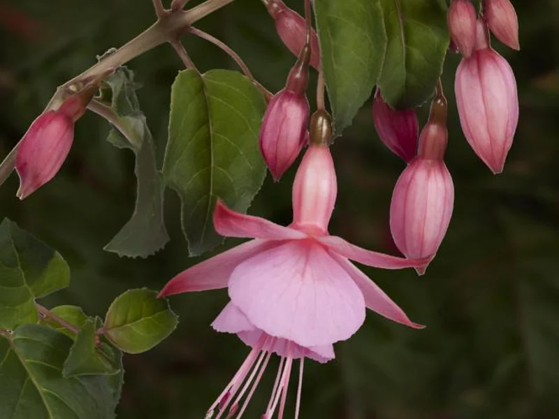 Beacon — Fuchsia