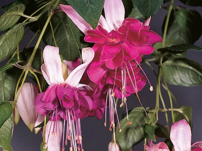 Bella Rosella — Fuchsia