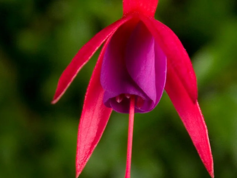 Bernisser Hardy — Fuchsia