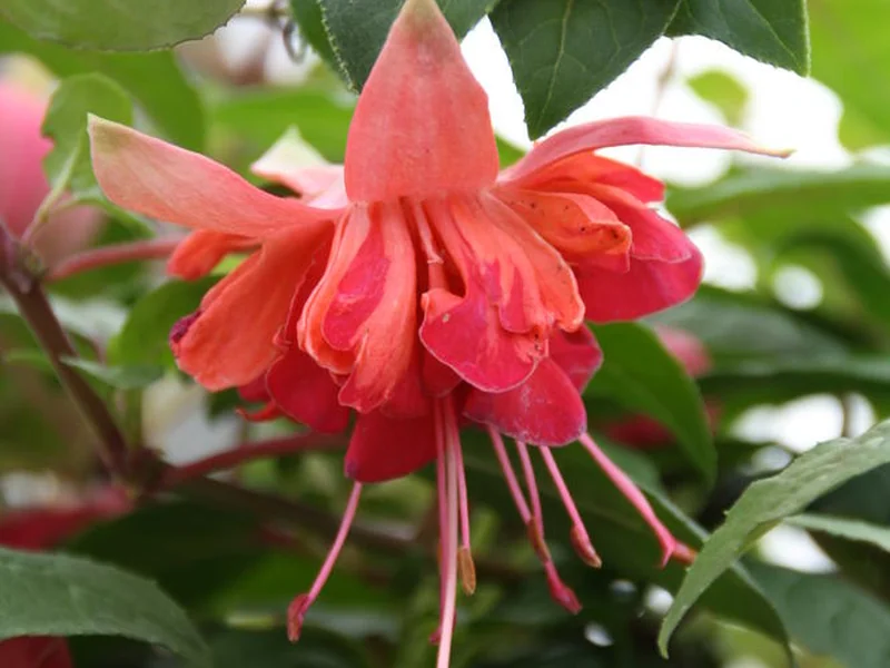 Bicentennial — Fuchsia