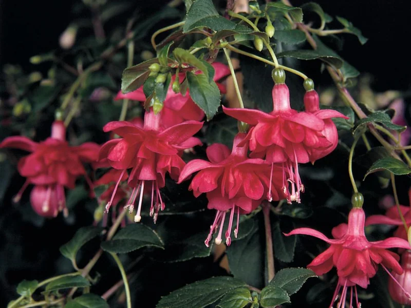 Blaze Away — Fuchsia
