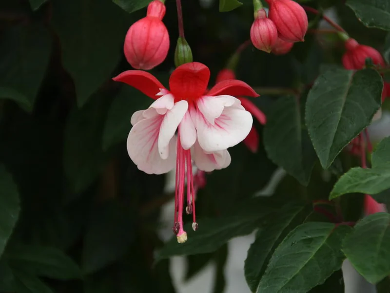 Britney — Fuchsia