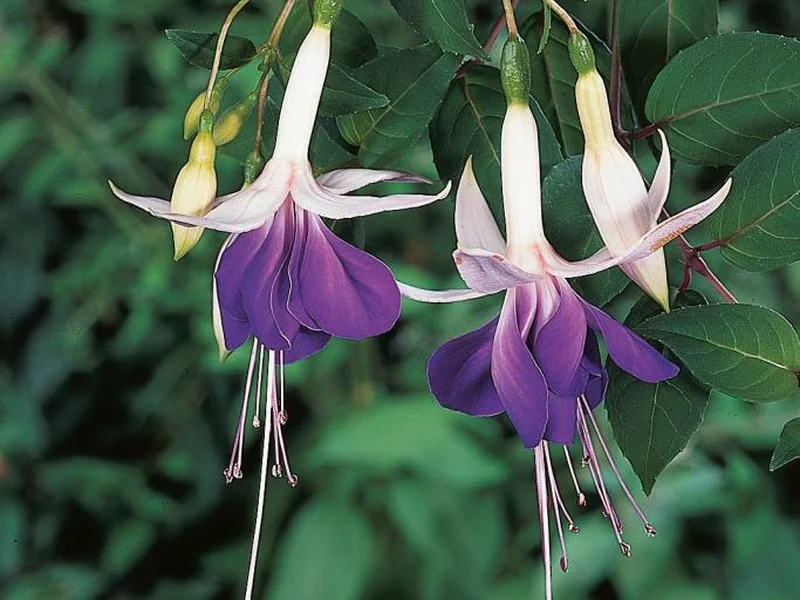 Carmel Blue — Fuchsia