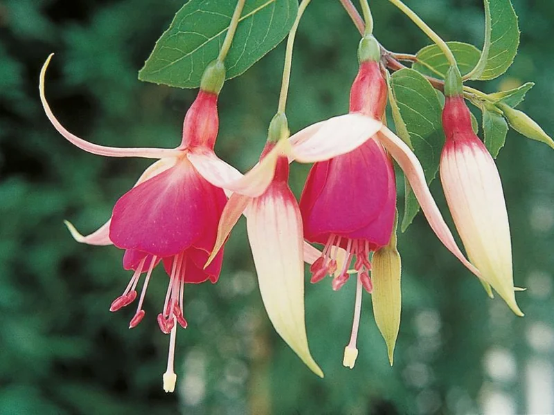 Cascade — Fuchsia
