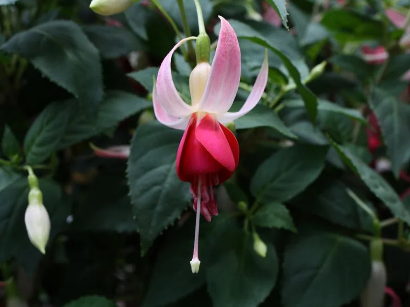 Celia Smedley — Fuchsia
