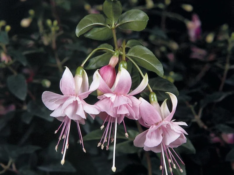 Claudia — Fuchsia