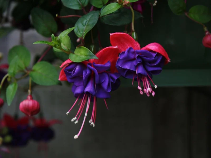 Dark Eyes — Fuchsia