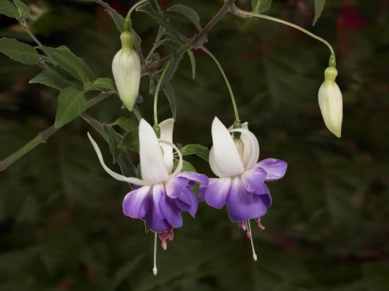 Delta Sarah — Fuchsia