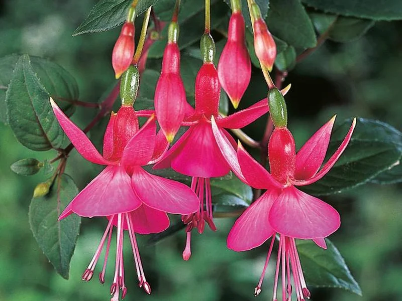 Display — Fuchsia