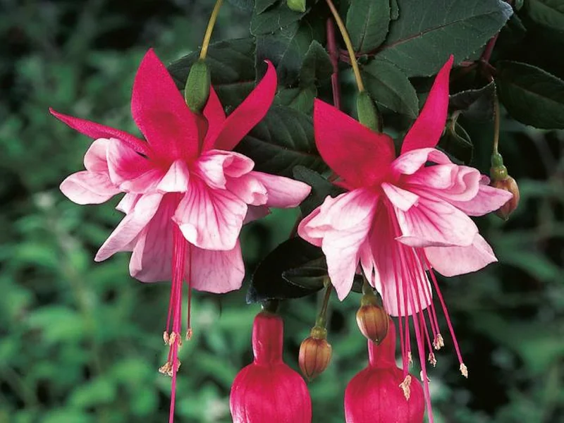 El Camino — Fuchsia