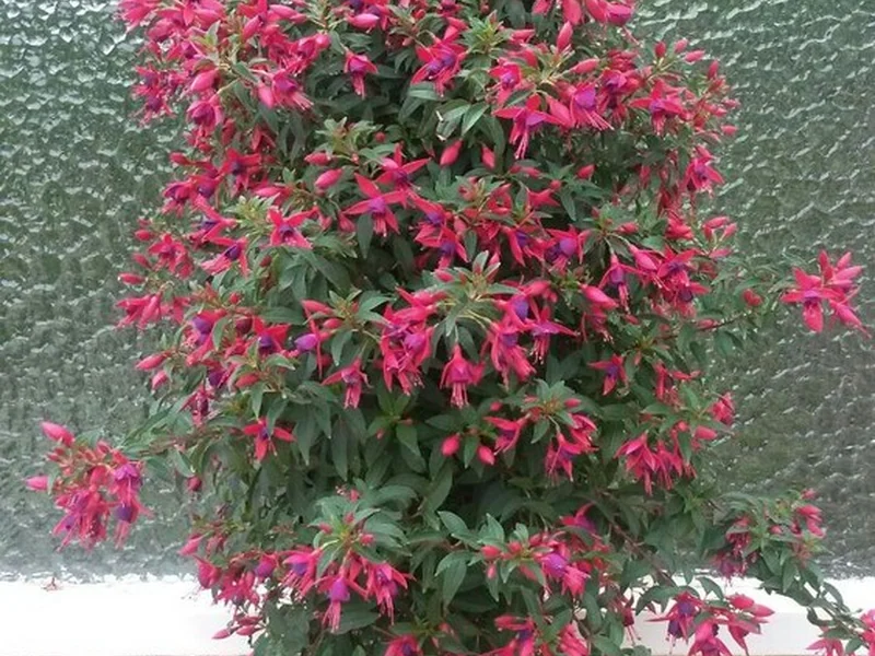 Electric Lights — Fuchsia